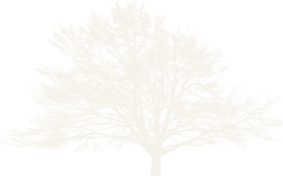 big_tree